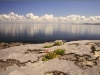 burren-flowers